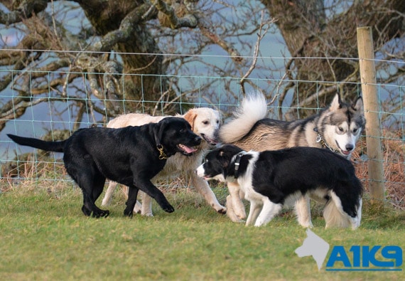 A1K9 Dog Obedience Training Classes