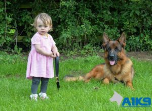 A1K9 Family Protection Dog