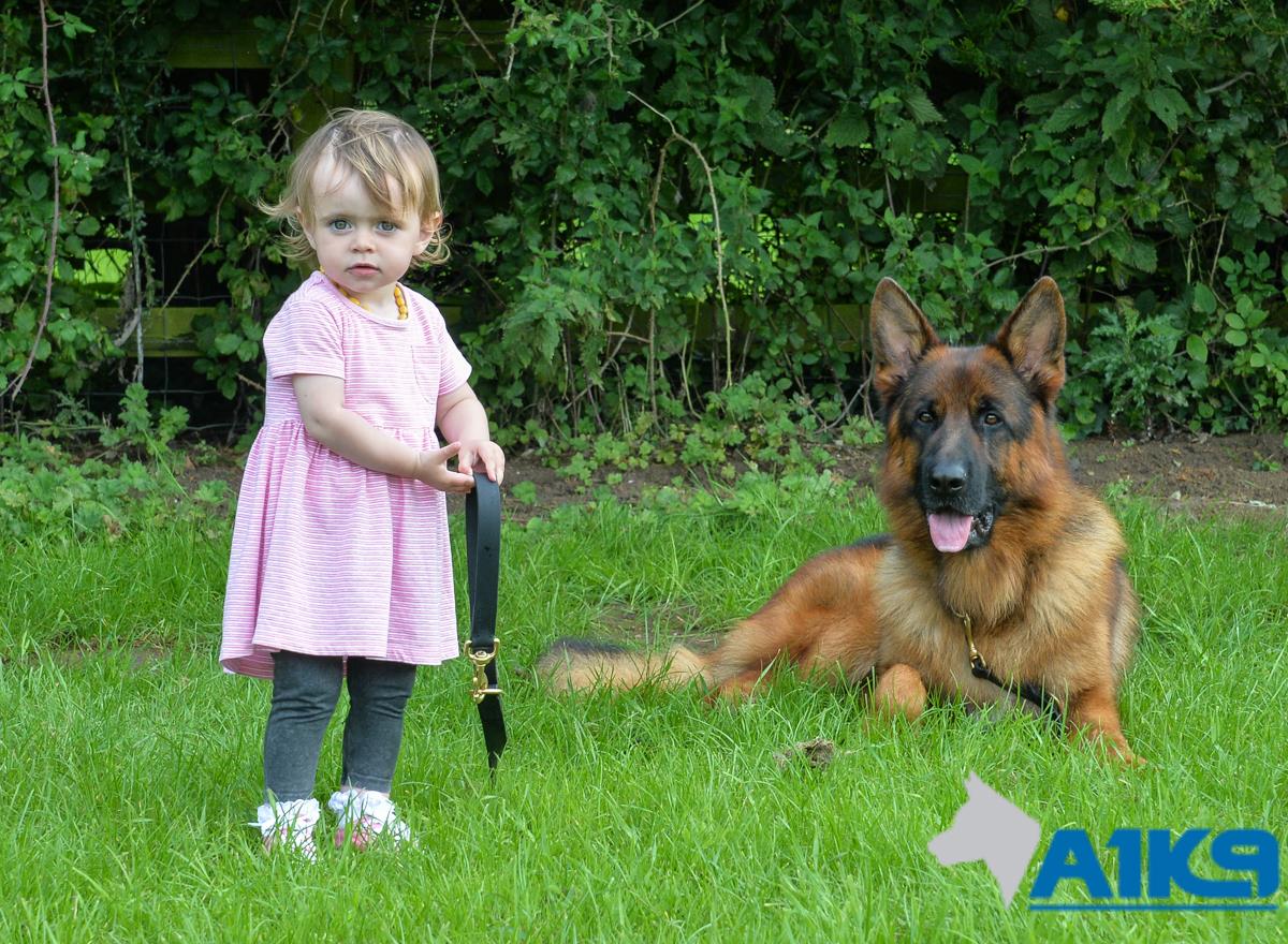 A1K9 Family Protection Dog (6)