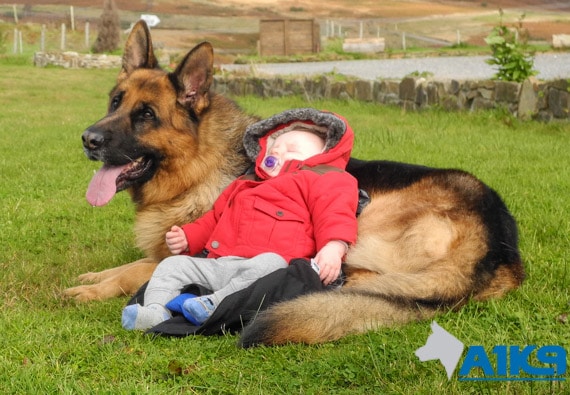 A1K9 Family Protection Dog Babysitting