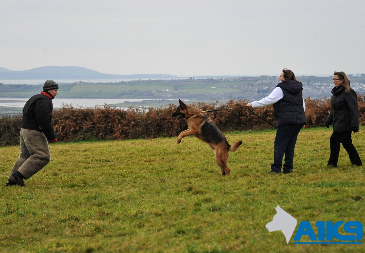 A1K9 Personal Protection Dogs Refresher Training