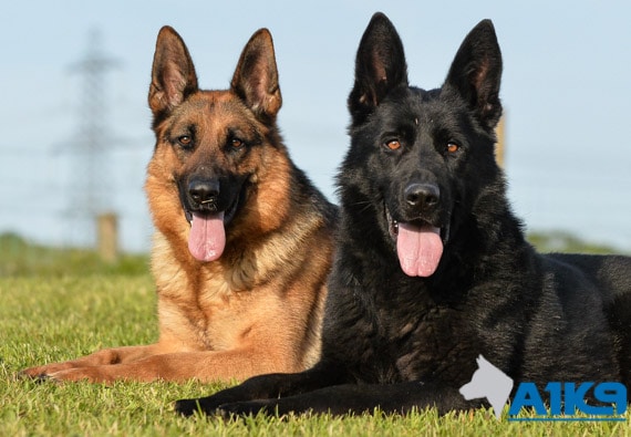 German Shepherd Protection Dogs