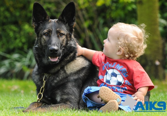 A1K9 Dog with Child