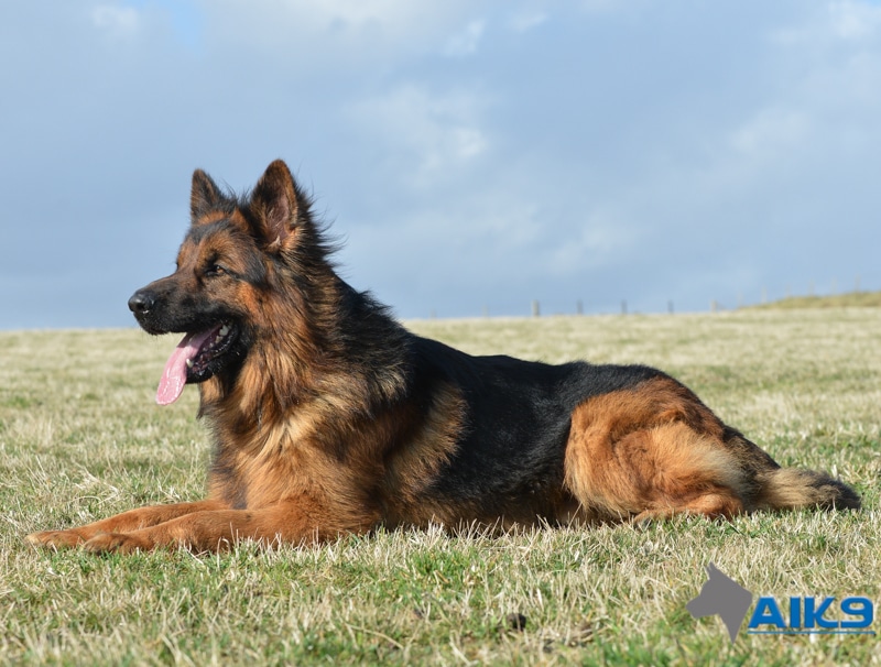 German Shepherds at A1K9 | A1K9 The Professional Dog Trainers