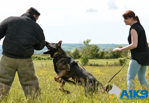 A1K9 Dog Deals With Assailant