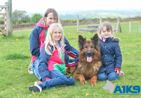 A1K9 Family Protection Dog with Kids