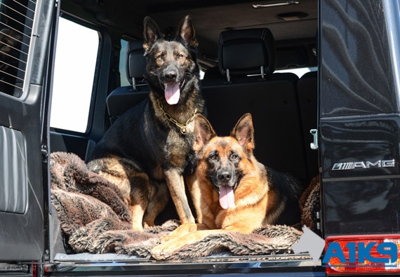 A1K9 Family Protection Dogs Amg Mercedes