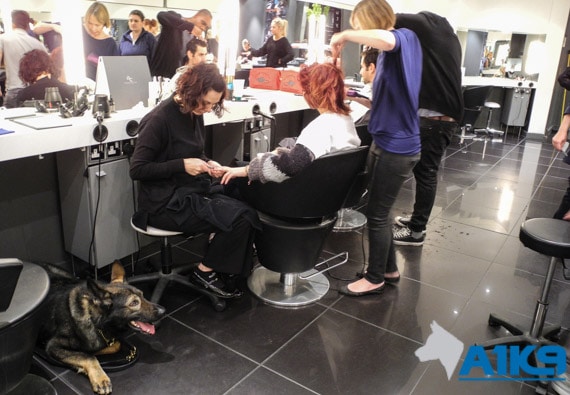 A1K9 Dog at Hairdressers