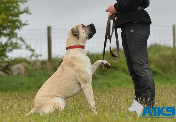 Residential Dog Obedience Training