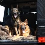 A1K9s Protection Dogs
