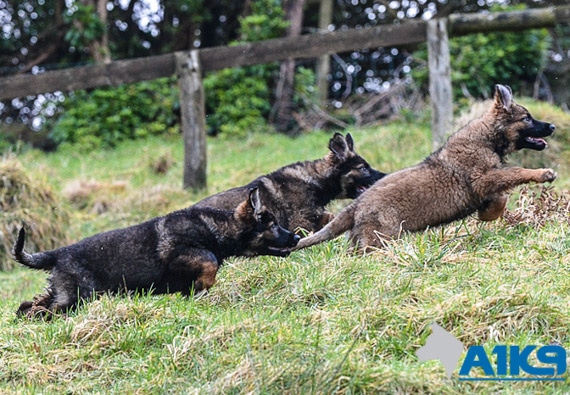 Czech Bred German Shepherd Pups at A1K9