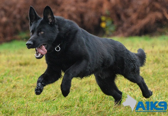 Czech Bred German Shepherds at A1K9