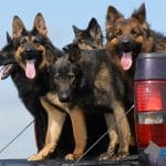 A1K9s Protection Dogs