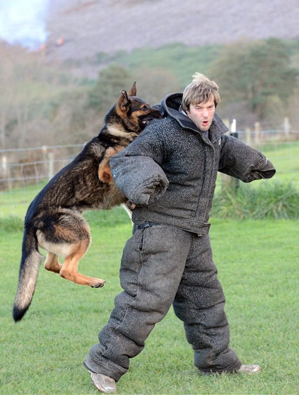 A1K9s Protection Dog in Action