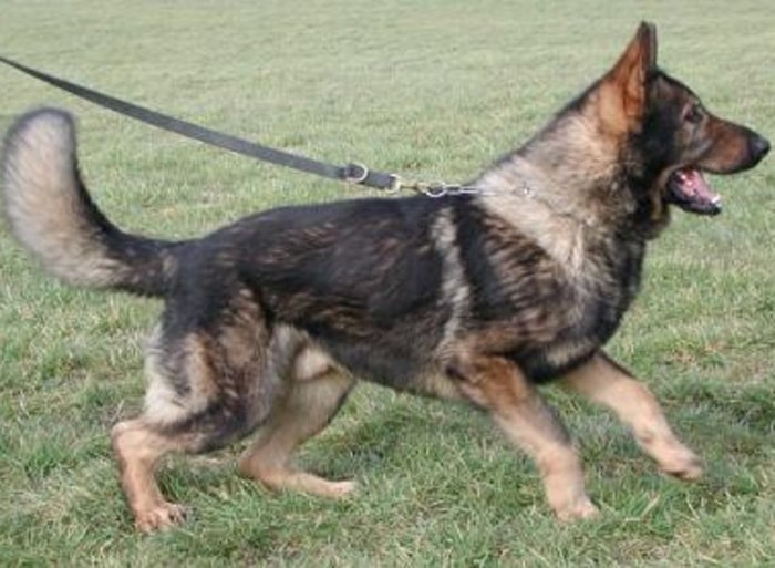 Trained Family Protection Dog (Sold) - Ace