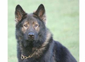 Trained Family Protection Dog (Sold) - Adam