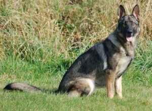 Trained Family Protection Dog (Sold) - Adel