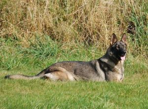 Trained Family Protection Dog (Sold) - Adel