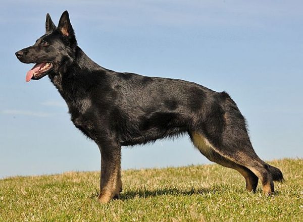 Trained Family Protection Dog (Sold) - Afra