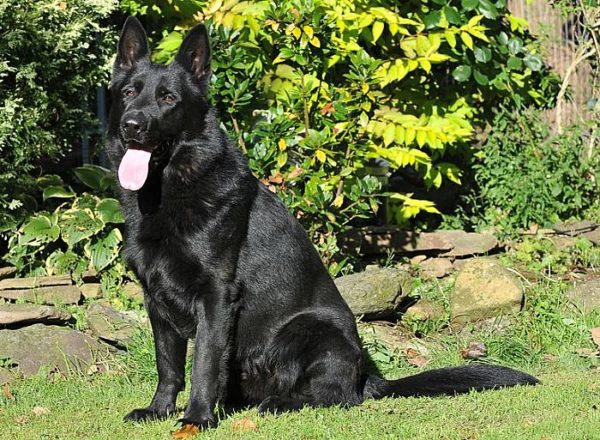Trained Family Protection Dog (Sold) - Aiden