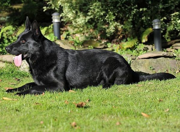 Trained Family Protection Dog (Sold) - Aiden