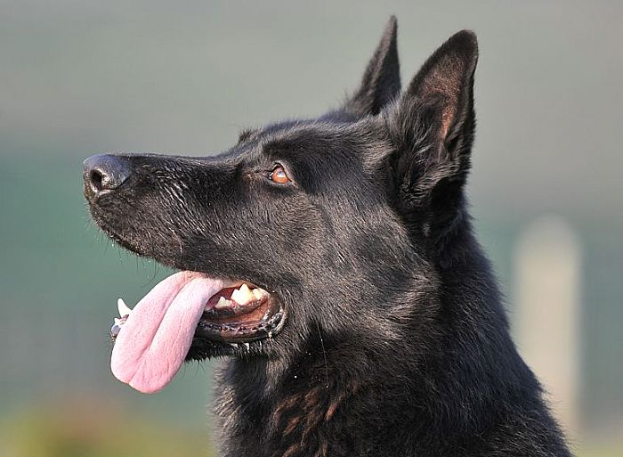 Trained Family Protection Dog (Sold) – Aiden