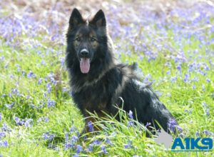 Trained Family Protection Dog (Sold) - Albert