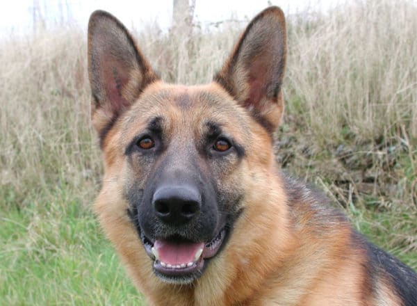 Trained Family Protection Dog (Sold) - Alfie
