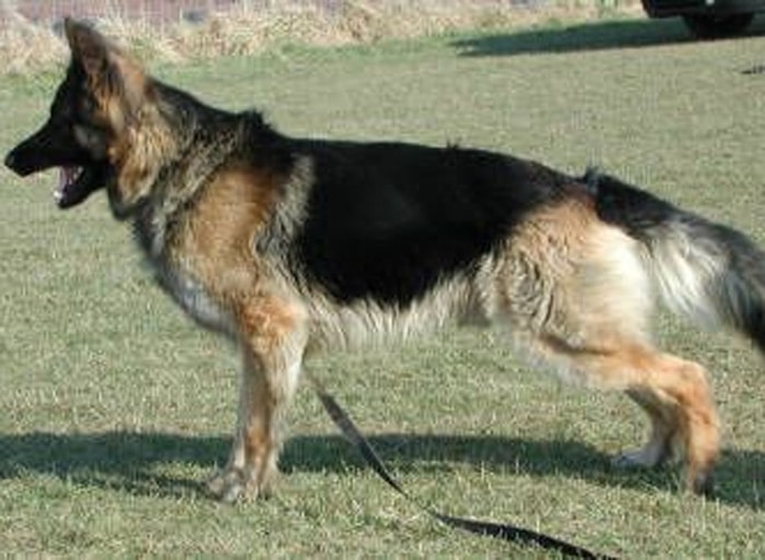 Trained Family Protection Dog (Sold) – Alfie
