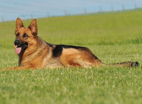 Trained Family Protection Dog (Sold) - Aliz
