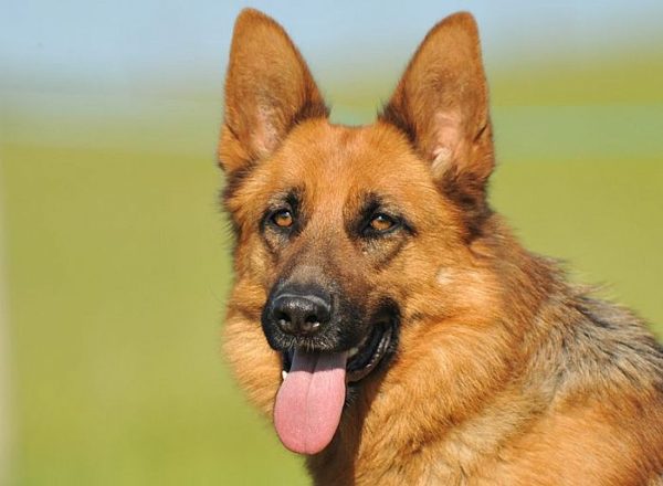 Trained Family Protection Dog (Sold) - Aliz