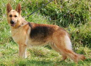 Trained Family Protection Dog (Sold) - Amber