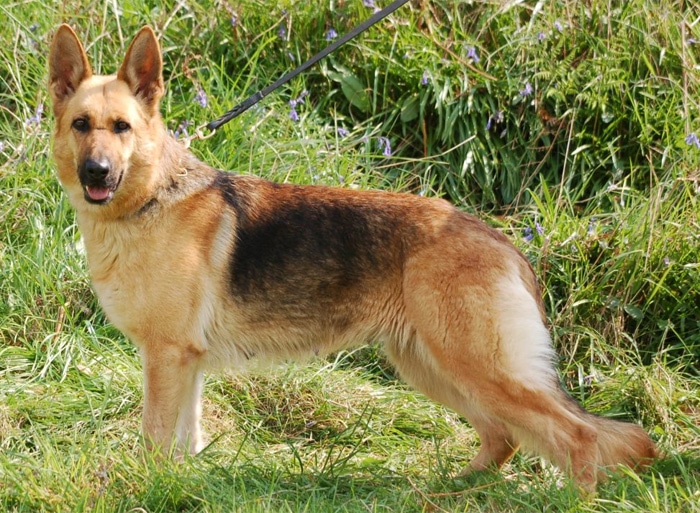 Trained Family Protection Dog (Sold) – Amber