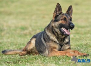 Trained Family Protection Dog (Sold) - Amigo