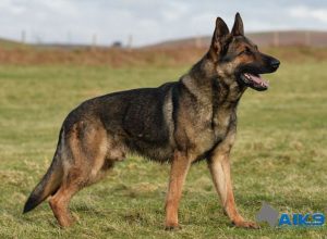 Trained Family Protection Dog (Sold) - Amigo