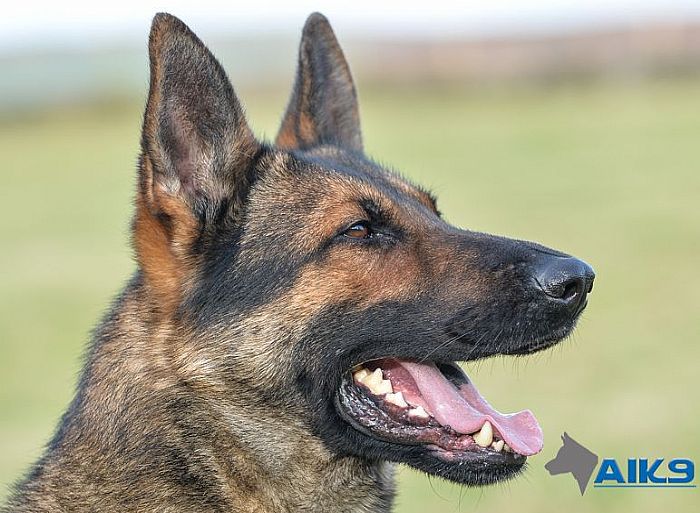 Trained Family Protection Dog (Sold) – Amigo