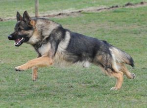 Trained Family Protection Dog (Sold) - Amor