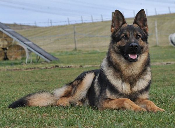 Trained Family Protection Dog (Sold) - Amor
