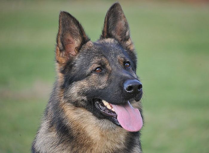 Trained Family Protection Dog (Sold) – Amor