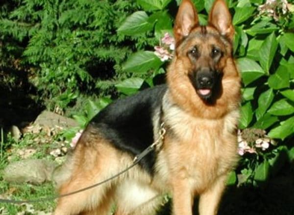 Trained Family Protection Dog (Sold) - Anna