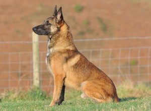 Trained Family Protection Dog (Sold) - Anor