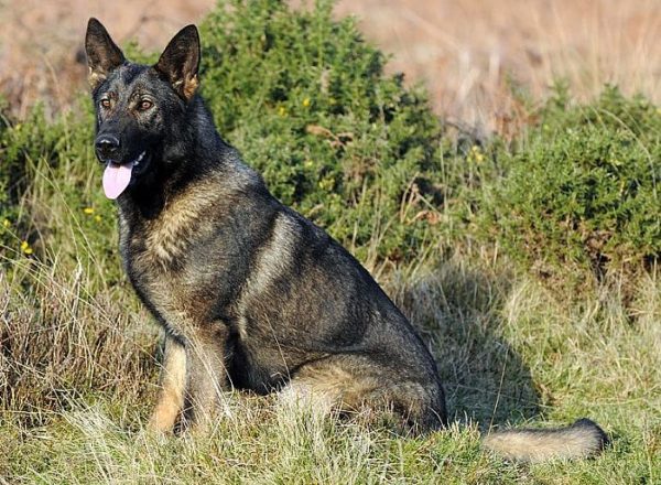Trained Family Protection Dog (Sold) - Anuzka