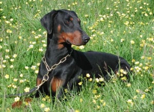 Trained Family Protection Dog (Sold) - Aragon