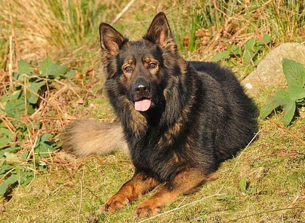 Trained Family Protection Dog (Sold) - Aran