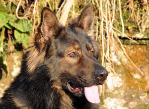 Trained Family Protection Dog (Sold) - Aran