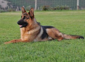 Trained Family Protection Dog (Sold) - Archie
