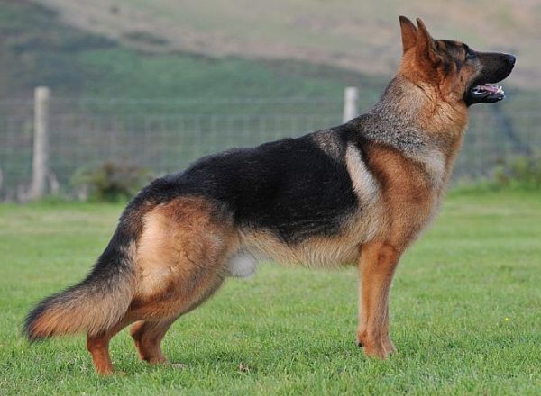Trained Family Protection Dog (Sold) - Archie