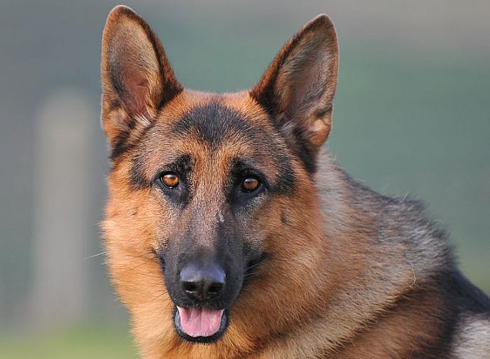 Trained Family Protection Dog (Sold) – Archie