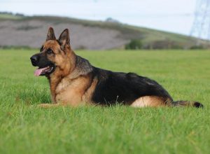 Trained Family Protection Dog (Sold) - Ard