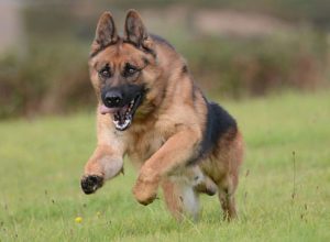 Trained Family Protection Dog (Sold) - Ard